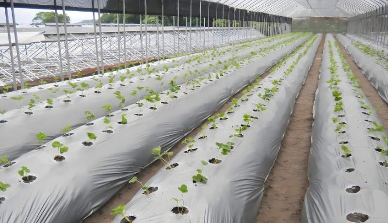 Biodegradable Film Application Mulch Film