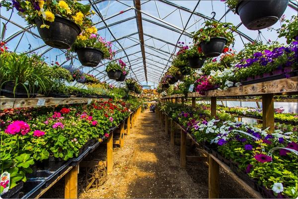 Common Challenges and Solutions for Polyethylene Greenhouse Films