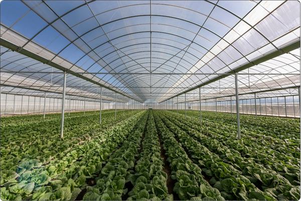 Multiple Advantages of Polyethylene Film Greenhouses
