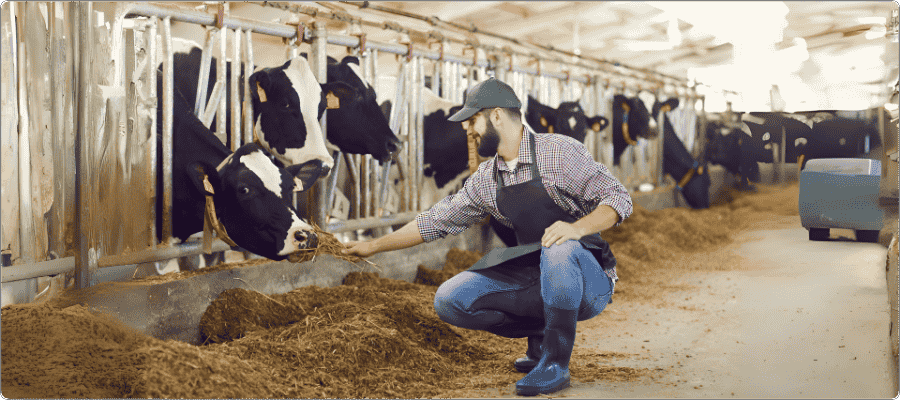 Silage Provides High-energy Feed for Dairy Cows & Beef Cattle